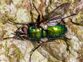 Gymnocheta viridis